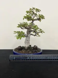 三河盆栽 ケヤキ 欅 箒立ち 葉性良 将来性有 枝混み凄い 小葉性 根張り