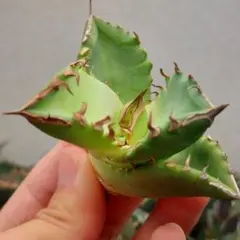 アガベ チタノタ 翼竜 綴化 デビル モンスト化 アガベ チタノタ 翼竜 綴化 デビル モンスト化