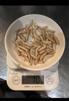 フリーズドライハニーワーム10g(40〜50匹入×10個セットのサムネイル