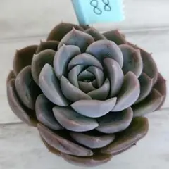 タッキー様 リクエスト 2点 まとめ商品