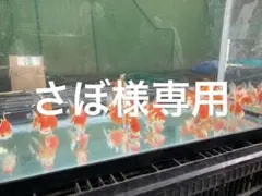 さぼ様専用