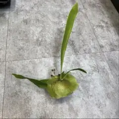 ナックル様 リクエスト 2点 まとめ商品