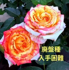 薔薇シャルール正規品６号鉢接木苗3年生 薔薇シャルール正規品6号鉢接木苗3年生 - メルカリ
