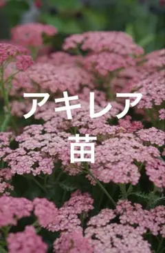 アキレア ピンク 花苗 宿根草 苗のサムネイル
