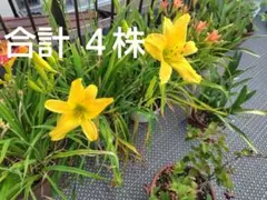 2025年最新】ヘメロカリス 苗の人気アイテム - メルカリ