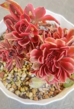 ピンクウィッチ 綴化 多肉植物 アエオニウム 抜き苗 - メルカリ
