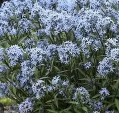 ♥♥50粒✨️糸葉丁字草♪水色の花の種☘️宿根草☘️アメリカ原種☘️山野草☀