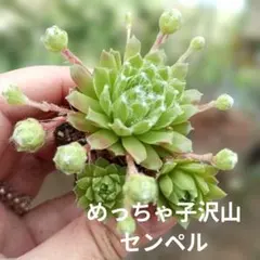 多肉植物 寄せ植え ラベル落ちさん ほぼ根付 ランナー付き有 - メルカリ