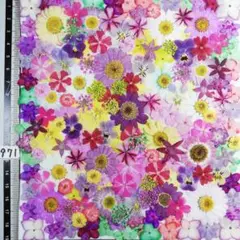 押し花素材　NO971 ノースボール ビオラ 紫陽花　バーベナ 小花 押し花
