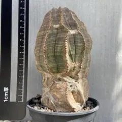 【ラスト出品】　ユーフォルビア　オベサ♀　超古株　オールドオベサ　鉢ごと発送 国内実生 雌株♀ ユーフォルビア オールドオベサ 特大 - メルカリ