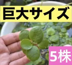 アマゾンフロッグピット(psb 光合成細菌　ホテイアオイ　ホテイソウ　アナカリスのサムネイル