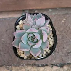 2026年最新】紫紺の矢の人気アイテム - メルカリ