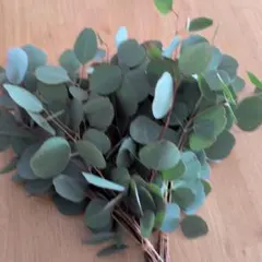 2025年最新】ユーカリ 苗の人気アイテム - メルカリ