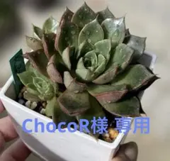 ChocoR様 リクエスト 3点 まとめ商品