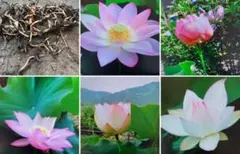 T.rakko様 リクエスト 2点 まとめ商品