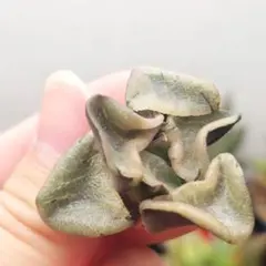 ピ*マ様 【特価】ハオルチア　コレクタ　極上株