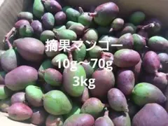 宮古島産 摘果マンゴー5キロ - メルカリ
