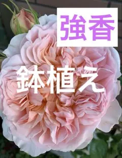 izumirose、ロサオリエンティス、種苗登録出願品種、サシェ、7号大苗
