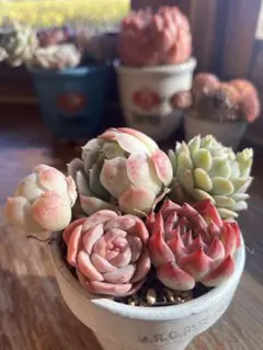 メルカリ便発送！あん様 リクエスト 2点 まとめ商品