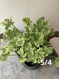 ペラルゴニウム アルテルナンス 種子5粒 塊根植物 コーデックス - メルカリ