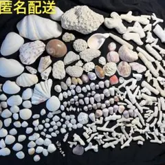 珊瑚礁　ビーチコーミング　貝殻　枝珊瑚　置物　インテリア　ハンドメイド素材