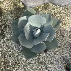 2026年最新】アガベ パリー トランカータの人気アイテム - メルカリ