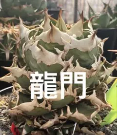 2026年最新】AGAVE godzillaの人気アイテム - メルカリ