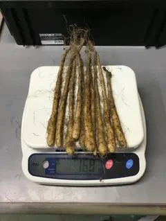 新鮮 掘りたて 自然薯 山芋 477g - メルカリ