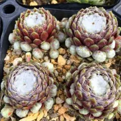 多肉植物 センペルビウム アラクチタン No.14【青】 - メルカリ