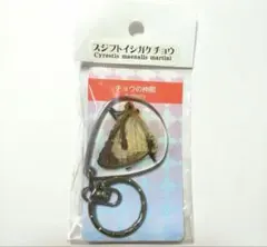 蝶の標本キーホルダー　希少レアのサムネイル