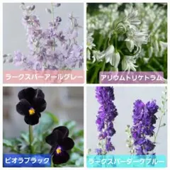 BLUE GARDEN　4種SETのサムネイル
