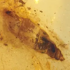 レア極上品 PA166虫入り琥珀化石 爬虫類の皮膚。 9900万年前 - メルカリ