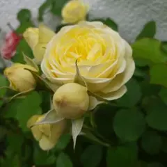 ミニバラ♡レモンイエロー♡3.5号♡ポットごと宅急便コンパクト - メルカリ