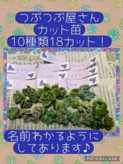 多肉植物　カット苗　つぶつぶ屋さんのサムネイル
