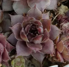 Oregon Sky 多肉植物 センペルビウム 花 種 苗 植物 - メルカリ