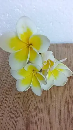 ①♥プルメリア♥　7本