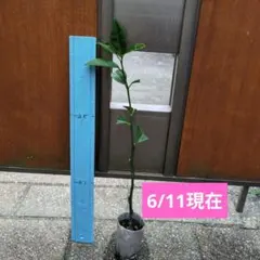 トゲなしレモン 挿し木 1本 発根済み - メルカリ