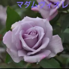 2026年最新】バラ苗 切花の人気アイテム - メルカリ