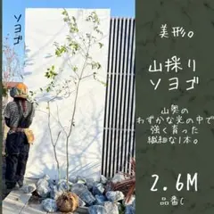 2026年最新】ソヨゴの人気アイテム - メルカリ