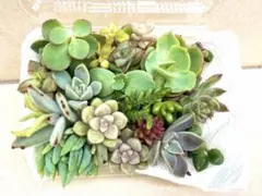 ⑦寄せ植えセット カット苗 詰め合わせ 多肉植物 - メルカリ