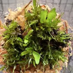 goul4711様 リクエスト 3点 まとめ商品