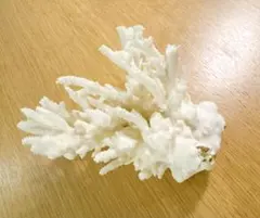ホワイトサンゴ 白珊瑚