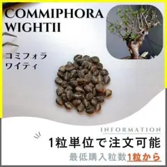 2026年最新】コミフォラ 種子の人気アイテム - メルカリ