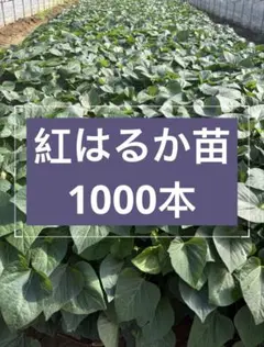 さつまいも苗【あまはづき苗500本】⭕️5月中旬〜6月上旬 