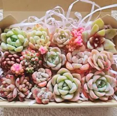 2026年最新】多肉植物 苗セットの人気アイテム - メルカリ