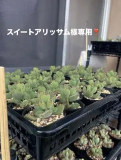 スイートアリッサム様専用 グリーン1つ白2つ 速達