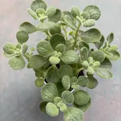 アロマティカス ビニールポットごと発送B