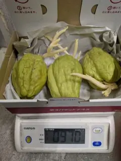 2026年最新】ハヤトウリ 種の人気アイテム - メルカリ