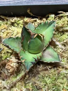 2026年最新】レッドキャットウィーズルの人気アイテム - メルカリ