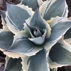 アガベ オバティフォリア フロステッドフレックス　刷毛斑 アガベ オバティフォリア フロステッドフレックス 刷毛斑 Yahoo